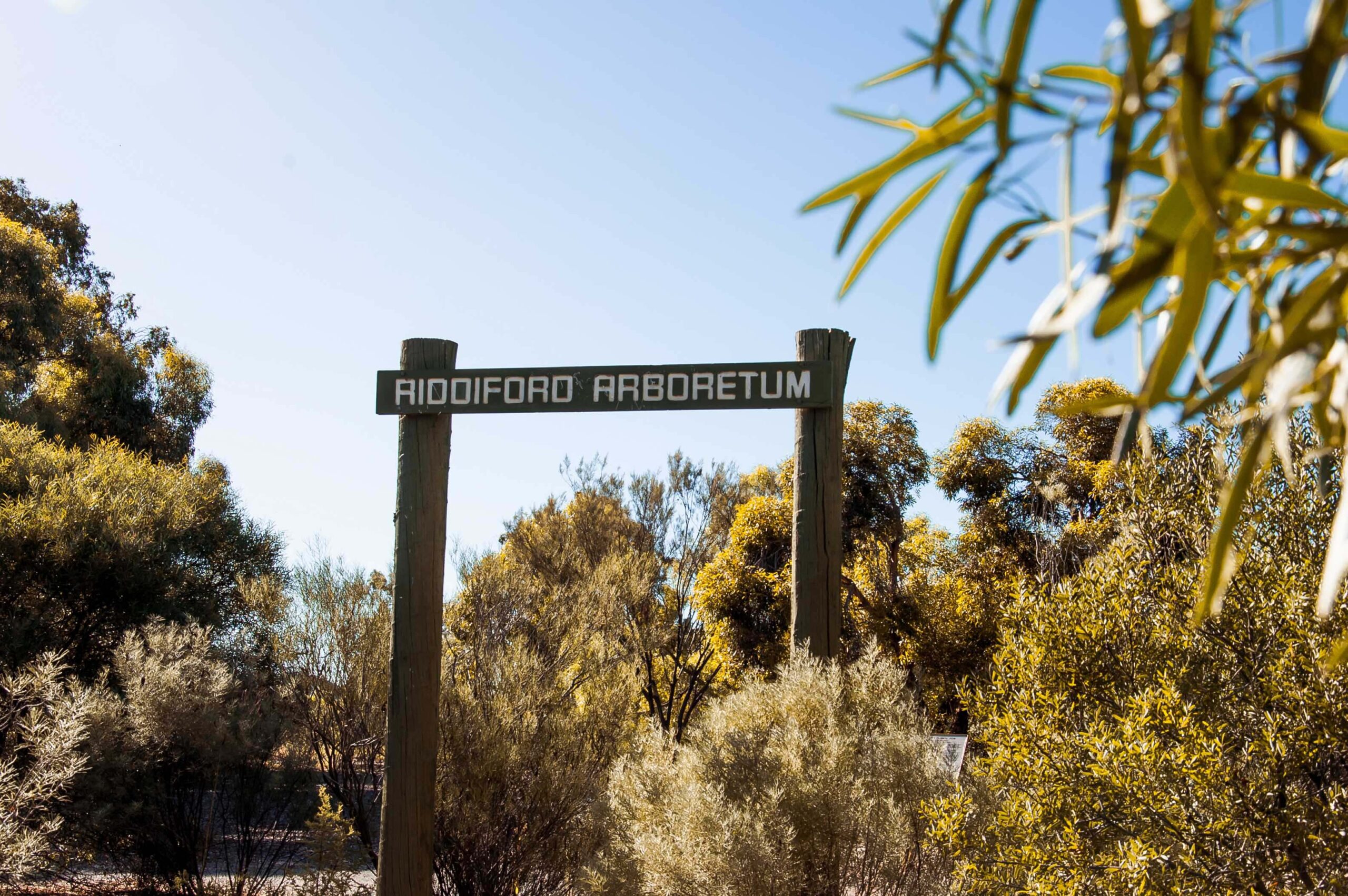 Riddiford Arboretum
